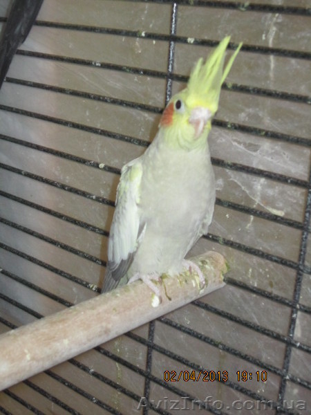 Птенцы Кореллы (Киев, Позняки) - <ro>Изображение</ro><ru>Изображение</ru> #3, <ru>Объявление</ru> #877654