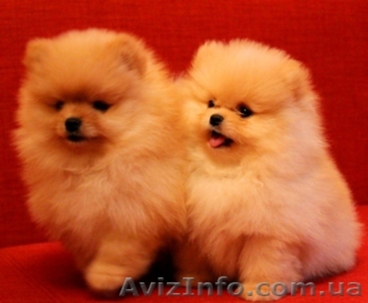 Померанский шпиц - золотой щенок для вас - <ro>Изображение</ro><ru>Изображение</ru> #2, <ru>Объявление</ru> #889679