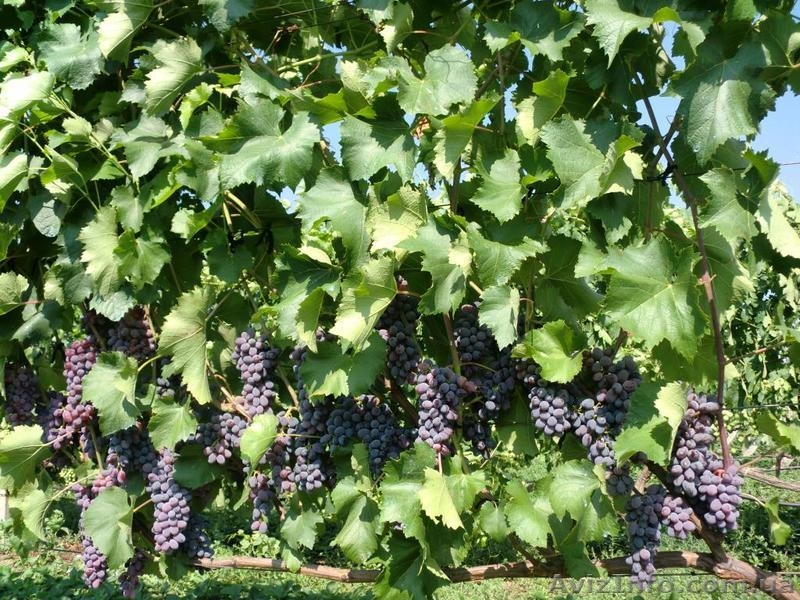 продам - саженцы винограда - <ro>Изображение</ro><ru>Изображение</ru> #2, <ru>Объявление</ru> #889780