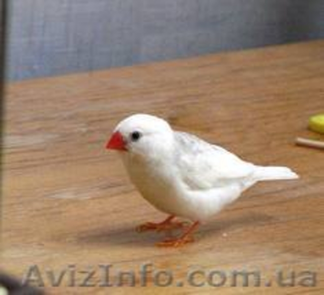 ПОДАРЮ  в Хорошие  и Надежные руки Семью Зебровых Амадинов - <ro>Изображение</ro><ru>Изображение</ru> #2, <ru>Объявление</ru> #886888