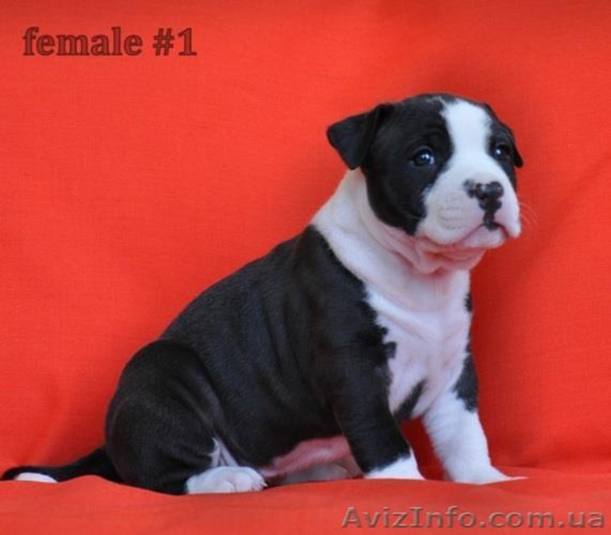 Американский стаффордширский терьер. Щенок от титулованных родите - <ro>Изображение</ro><ru>Изображение</ru> #1, <ru>Объявление</ru> #889176