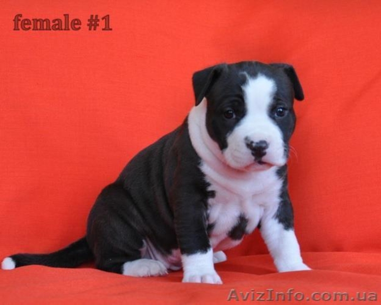 Американский стаффордширский терьер. Щенок от титулованных родите - <ro>Изображение</ro><ru>Изображение</ru> #2, <ru>Объявление</ru> #889176