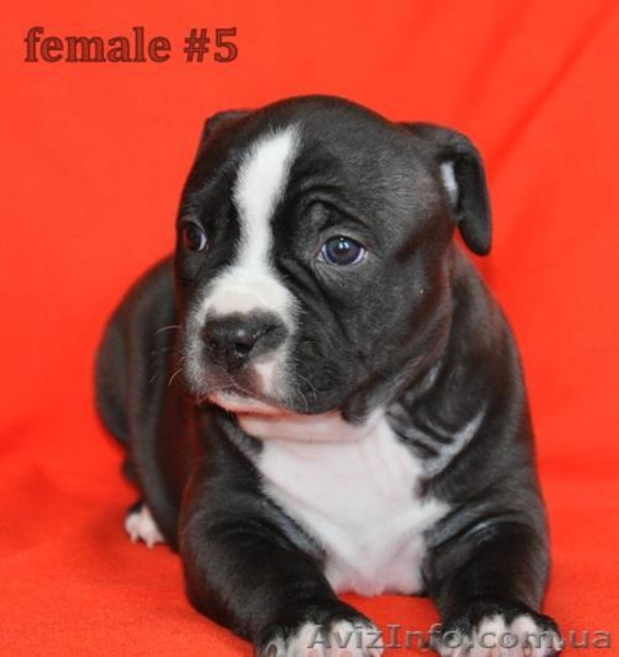 Продается щенок американского стаффордширского терьера из питомника "Ray Set" ! - <ro>Изображение</ro><ru>Изображение</ru> #1, <ru>Объявление</ru> #889178