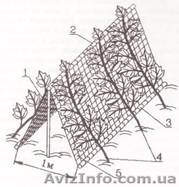 Огуречная сетка - <ro>Изображение</ro><ru>Изображение</ru> #3, <ru>Объявление</ru> #880126