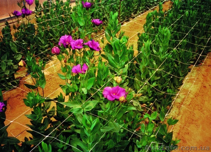 Огуречная сетка - <ro>Изображение</ro><ru>Изображение</ru> #2, <ru>Объявление</ru> #880126