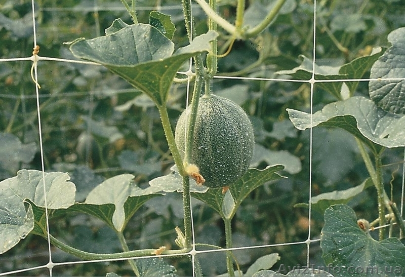 Огуречная сетка - <ro>Изображение</ro><ru>Изображение</ru> #1, <ru>Объявление</ru> #880126