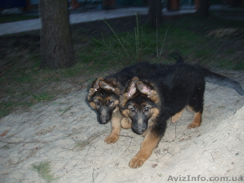 Купили щенка - приобрели верного друга и надежного защитника - <ro>Изображение</ro><ru>Изображение</ru> #2, <ru>Объявление</ru> #891723