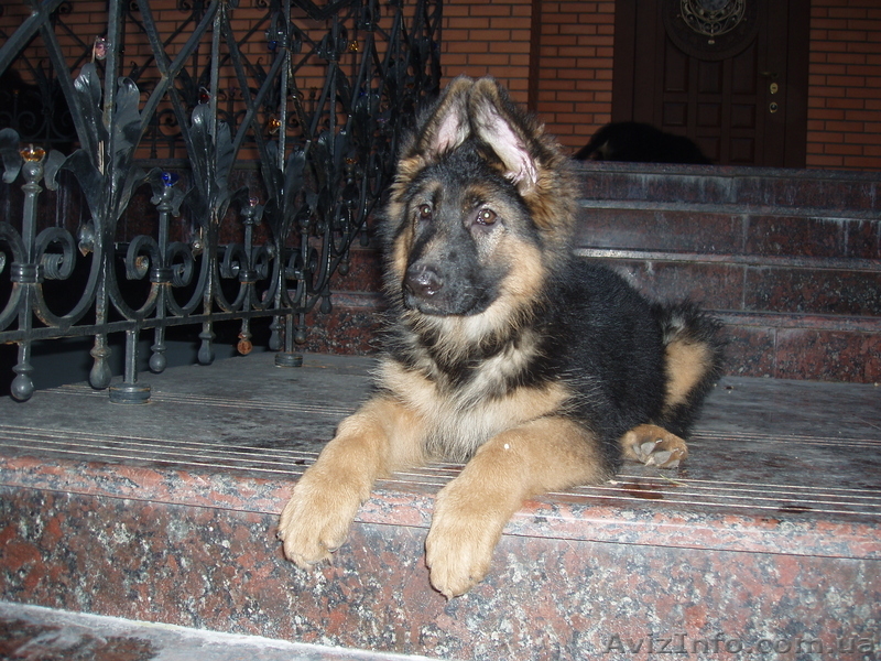 Купили щенка - приобрели верного друга и надежного защитника - <ro>Изображение</ro><ru>Изображение</ru> #3, <ru>Объявление</ru> #891723