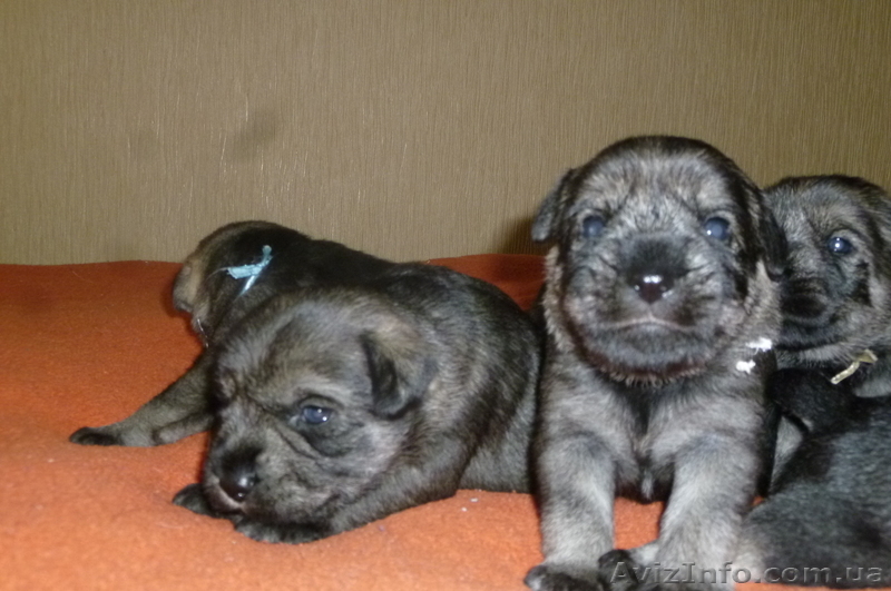 Яркие щенки миттельшнауцера - <ro>Изображение</ro><ru>Изображение</ru> #2, <ru>Объявление</ru> #874359