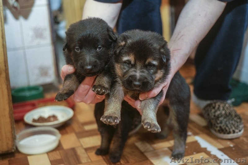 Крупные щенки немецкой овчарки!!!!!! - <ro>Изображение</ro><ru>Изображение</ru> #7, <ru>Объявление</ru> #877085