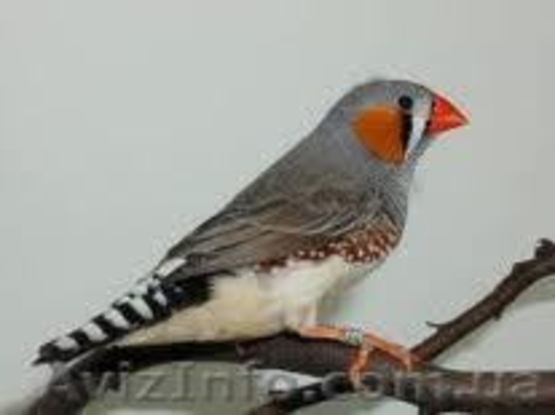 ПОДАРЮ  в Хорошие  и Надежные руки Семью Зебровых Амадинов - <ro>Изображение</ro><ru>Изображение</ru> #3, <ru>Объявление</ru> #886888