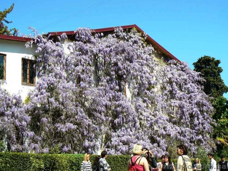 Глициния (Вистерия). Саженцы Глицинии (закрытая корневая), семена. - <ro>Изображение</ro><ru>Изображение</ru> #4, <ru>Объявление</ru> #887037