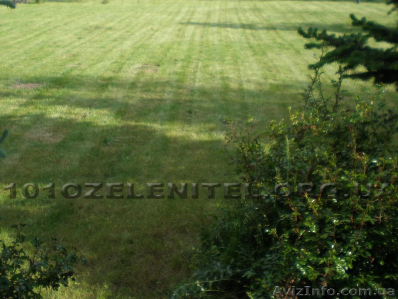 Устройство газона.  - <ro>Изображение</ro><ru>Изображение</ru> #7, <ru>Объявление</ru> #885844