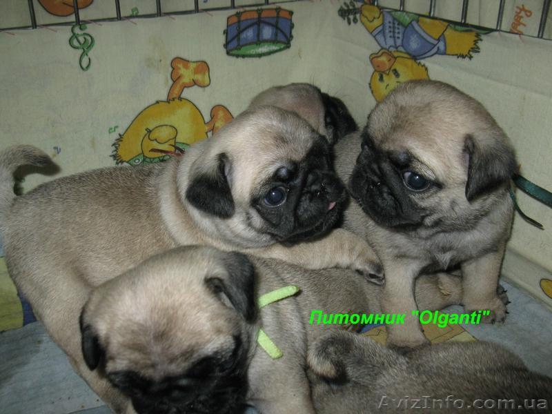 Мопс,перспективные палевые щенки КСУ - <ro>Изображение</ro><ru>Изображение</ru> #2, <ru>Объявление</ru> #886540