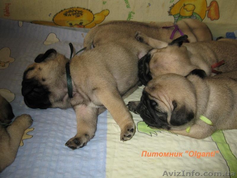 Мопс,перспективные палевые щенки КСУ - <ro>Изображение</ro><ru>Изображение</ru> #5, <ru>Объявление</ru> #886540