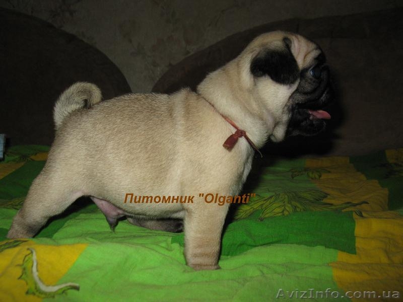 Мопс,перспективные палевые щенки КСУ - <ro>Изображение</ro><ru>Изображение</ru> #1, <ru>Объявление</ru> #886540