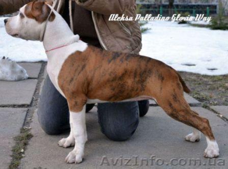 Амер.Стафф. Терьера супер щенки девочки - <ro>Изображение</ro><ru>Изображение</ru> #1, <ru>Объявление</ru> #229078