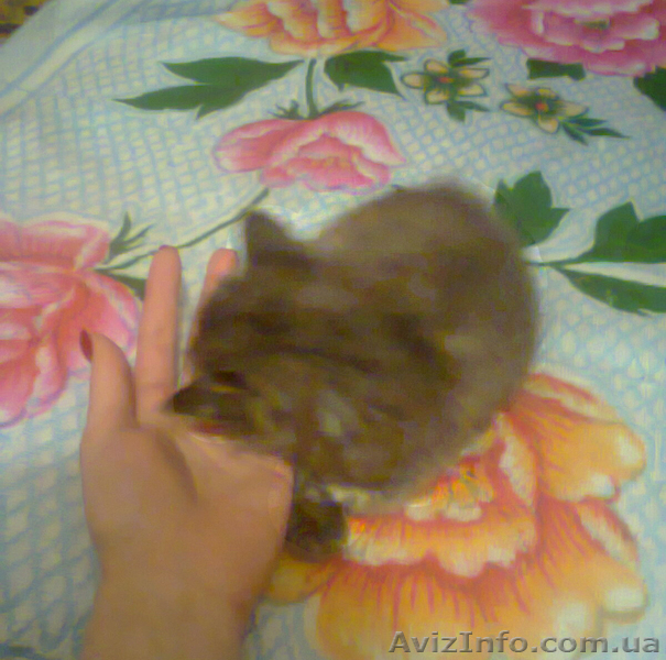 Пушистый котёнок в хорошие руки - <ro>Изображение</ro><ru>Изображение</ru> #1, <ru>Объявление</ru> #887265