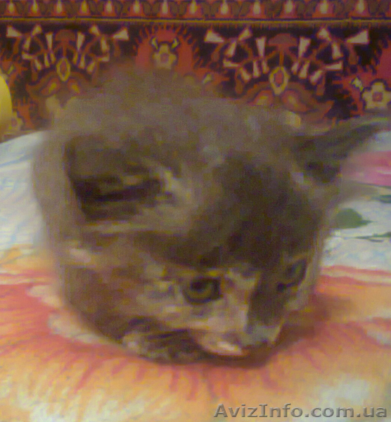 Пушистый котёнок в хорошие руки - <ro>Изображение</ro><ru>Изображение</ru> #3, <ru>Объявление</ru> #887265