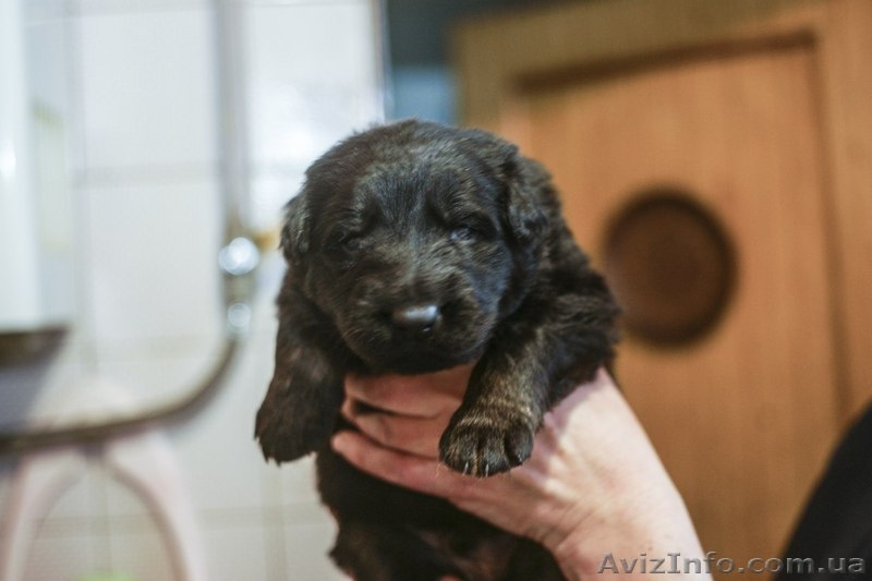 Крупные щенки немецкой овчарки!!!!!! - <ro>Изображение</ro><ru>Изображение</ru> #5, <ru>Объявление</ru> #877085