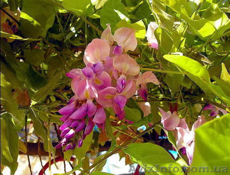 Глициния (Вистерия). Саженцы Глицинии (закрытая корневая), семена. - <ro>Изображение</ro><ru>Изображение</ru> #5, <ru>Объявление</ru> #887037