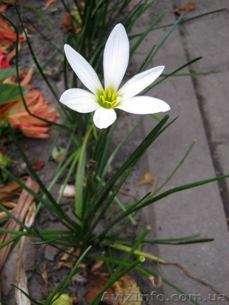 Зефирантес белый! 5+1 в ПОДАРОК! - <ro>Изображение</ro><ru>Изображение</ru> #3, <ru>Объявление</ru> #889974