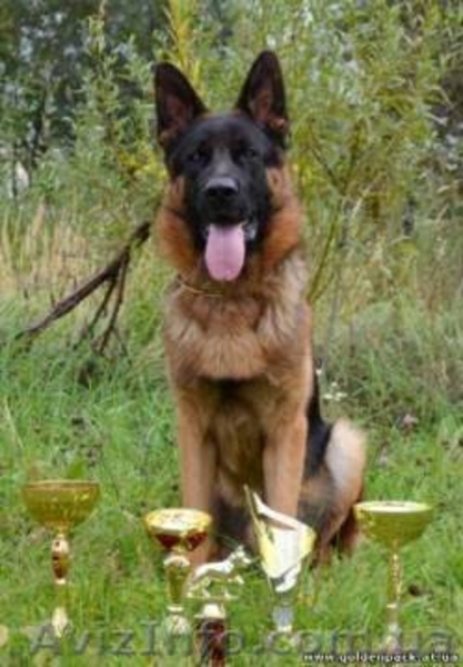 Немецкая овчарка. Щенки 2 мес. Очень красивые. - <ro>Изображение</ro><ru>Изображение</ru> #5, <ru>Объявление</ru> #897213