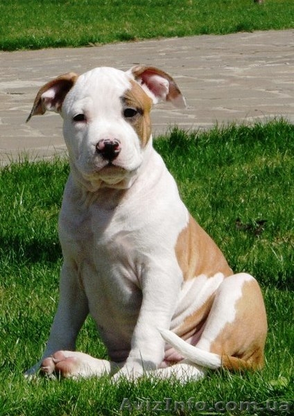 Подрощеный  щеноки  Ам. Стафф. Терьер., - <ro>Изображение</ro><ru>Изображение</ru> #2, <ru>Объявление</ru> #370635