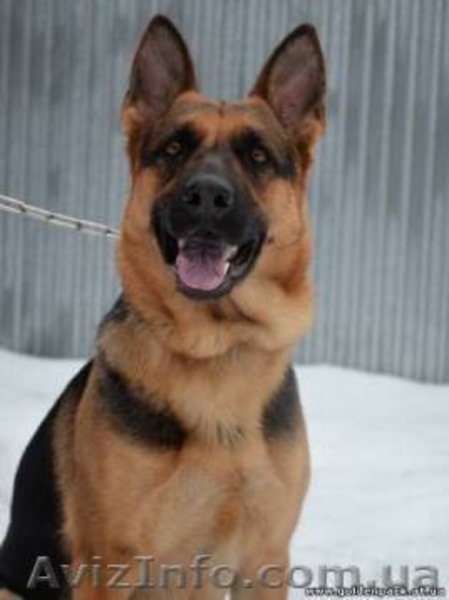 Немецкая овчарка. Щенки 2 мес. Очень красивые. - <ro>Изображение</ro><ru>Изображение</ru> #6, <ru>Объявление</ru> #897213