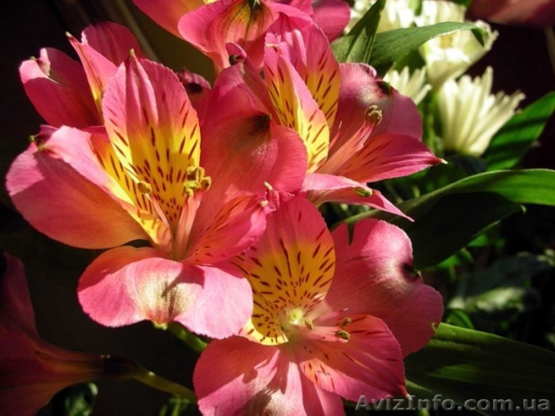 Альстромерия саженцы - <ro>Изображение</ro><ru>Изображение</ru> #3, <ru>Объявление</ru> #900858