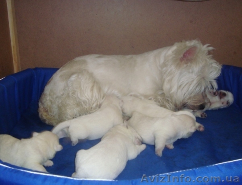 Вест-хайленд вайт терьер Лето с Вестиком! - <ro>Изображение</ro><ru>Изображение</ru> #2, <ru>Объявление</ru> #901629