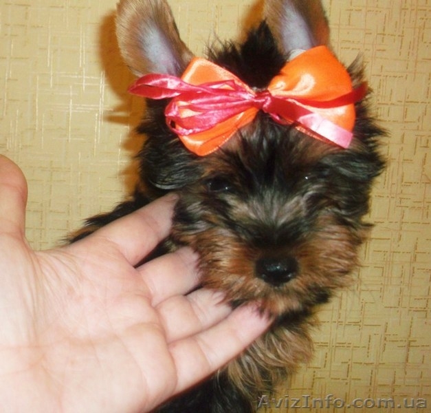 Предлагаю девочек йорка - <ro>Изображение</ro><ru>Изображение</ru> #2, <ru>Объявление</ru> #907602