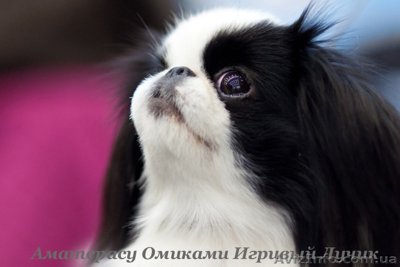 японский  хин , щенок девочка - <ro>Изображение</ro><ru>Изображение</ru> #2, <ru>Объявление</ru> #338922