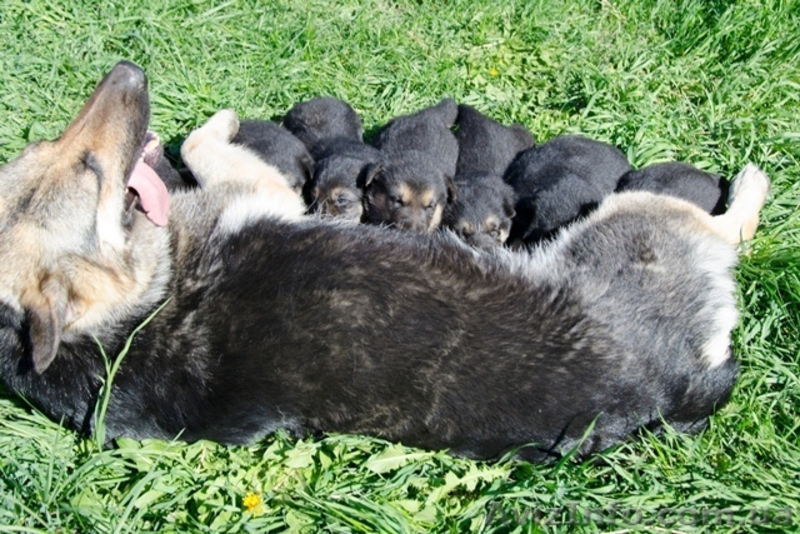 ЧИСТОКРОВНЫЕ ВЕО недорого - <ro>Изображение</ro><ru>Изображение</ru> #1, <ru>Объявление</ru> #902287