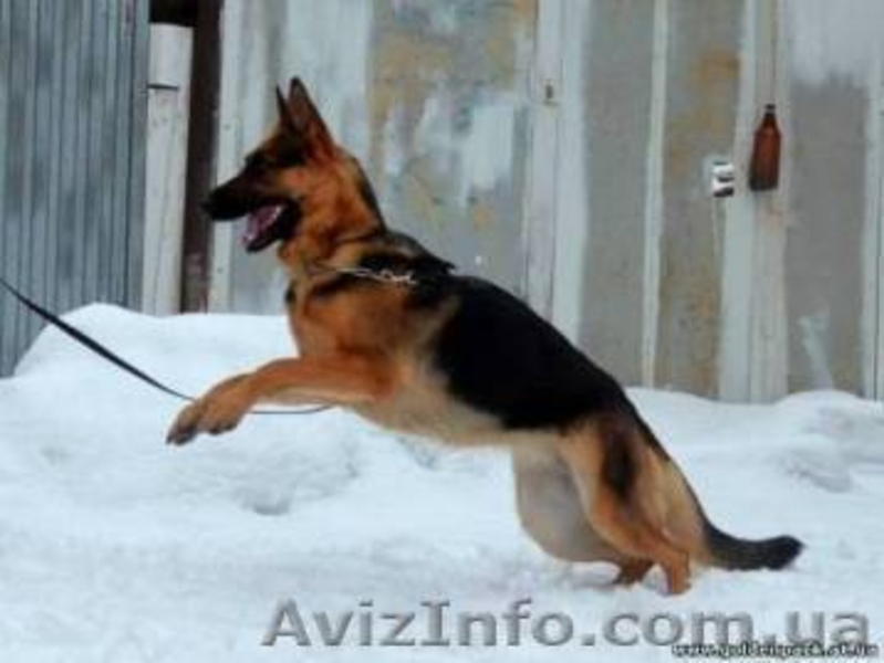 Немецкая овчарка. Щенки 2 мес. Очень красивые. - <ro>Изображение</ro><ru>Изображение</ru> #7, <ru>Объявление</ru> #897213