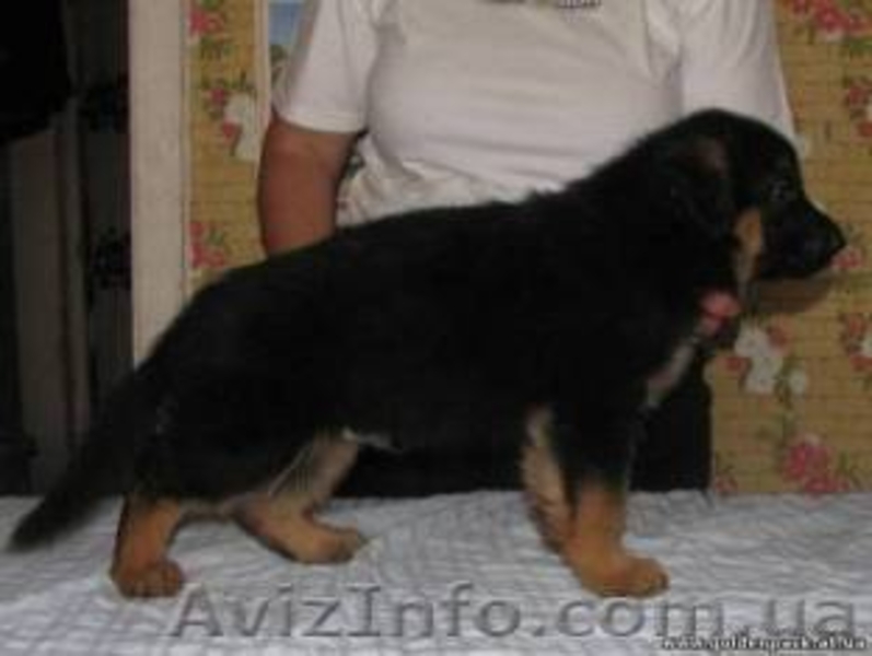 Немецкая овчарка. Щенки 2 мес. Очень красивые. - <ro>Изображение</ro><ru>Изображение</ru> #3, <ru>Объявление</ru> #897213