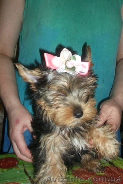 Предлагаю девочек йорка - <ro>Изображение</ro><ru>Изображение</ru> #3, <ru>Объявление</ru> #907602