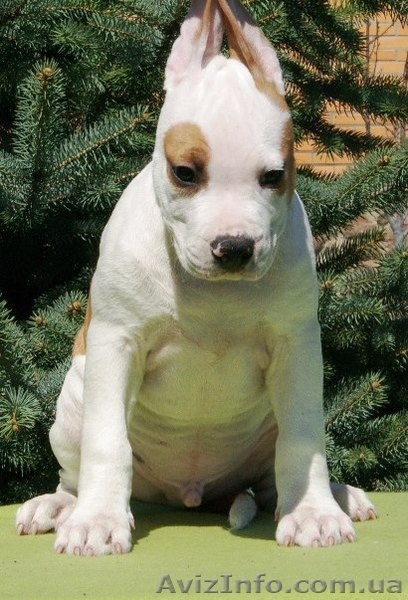 Подрощеный  щеноки  Ам. Стафф. Терьер., - <ro>Изображение</ro><ru>Изображение</ru> #4, <ru>Объявление</ru> #370635