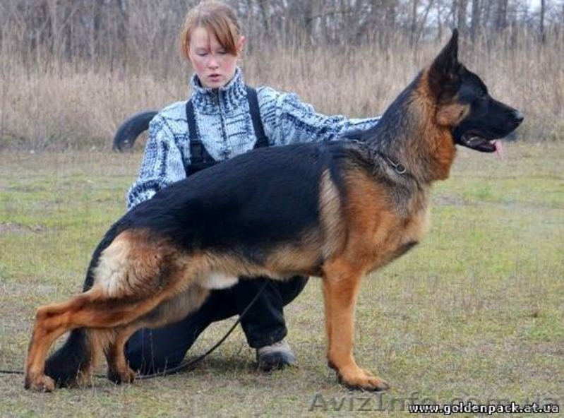Немецкая овчарка. Щенки 2 мес. Очень красивые. - <ro>Изображение</ro><ru>Изображение</ru> #4, <ru>Объявление</ru> #897213