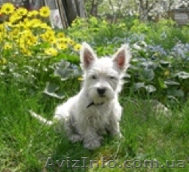 Вест-хайленд вайт терьер Лето с Вестиком! - <ro>Изображение</ro><ru>Изображение</ru> #1, <ru>Объявление</ru> #901629