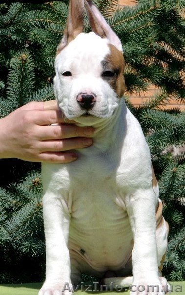 Подрощеный  щеноки  Ам. Стафф. Терьер., - <ro>Изображение</ro><ru>Изображение</ru> #5, <ru>Объявление</ru> #370635