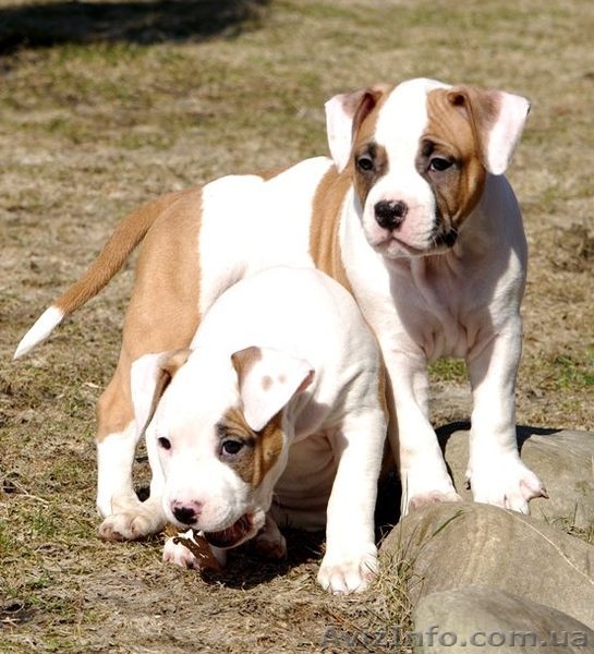 Подрощеный  щеноки  Ам. Стафф. Терьер., - <ro>Изображение</ro><ru>Изображение</ru> #3, <ru>Объявление</ru> #370635