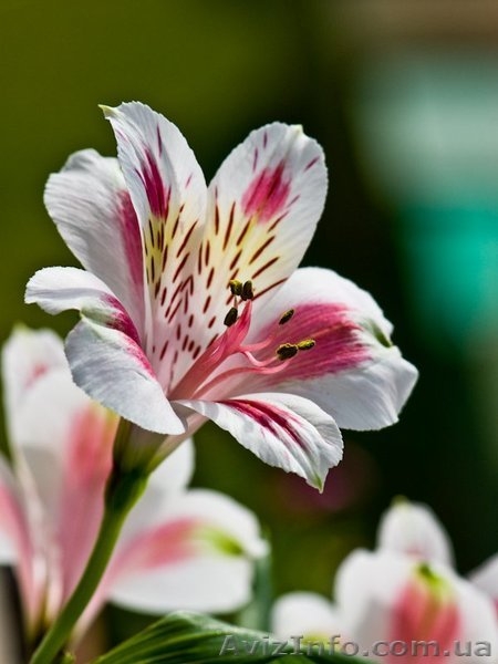 Альстромерия саженцы - <ro>Изображение</ro><ru>Изображение</ru> #4, <ru>Объявление</ru> #900858