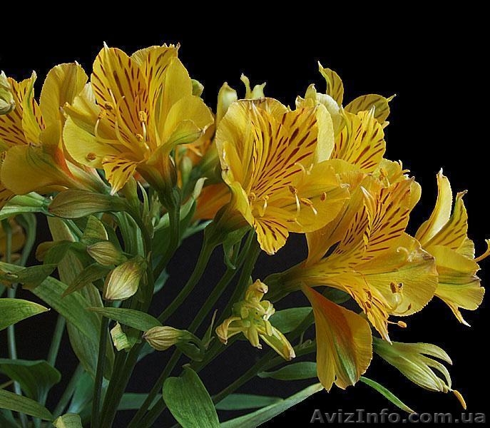 Альстромерия саженцы - <ro>Изображение</ro><ru>Изображение</ru> #5, <ru>Объявление</ru> #900858