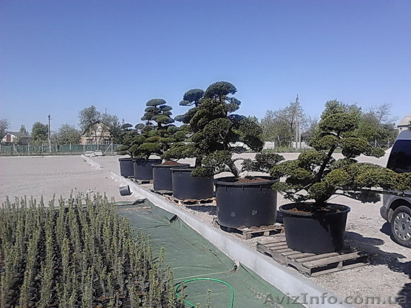 Продадим Бонсай, Ниваки и японские клены. - <ro>Изображение</ro><ru>Изображение</ru> #7, <ru>Объявление</ru> #906127