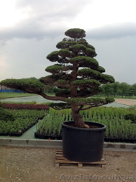 Продадим Бонсай, Ниваки и японские клены. - <ro>Изображение</ro><ru>Изображение</ru> #3, <ru>Объявление</ru> #906127