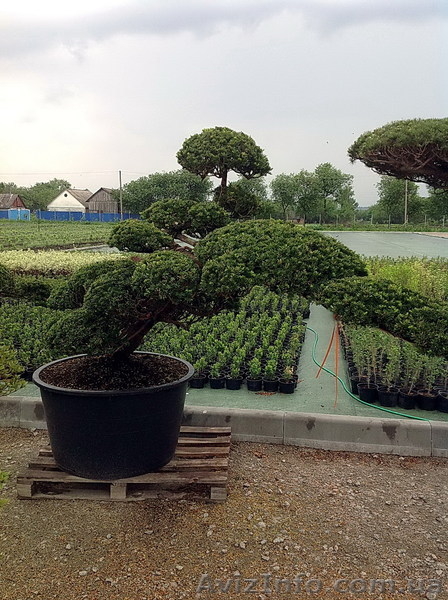 Продадим Бонсай, Ниваки и японские клены. - <ro>Изображение</ro><ru>Изображение</ru> #4, <ru>Объявление</ru> #906127