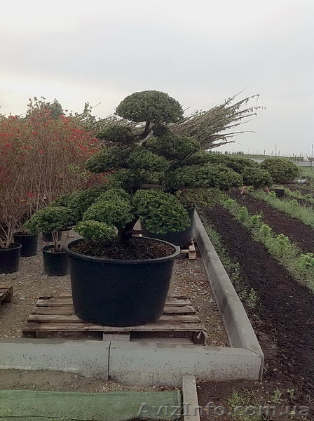 Продадим Бонсай, Ниваки и японские клены. - <ro>Изображение</ro><ru>Изображение</ru> #5, <ru>Объявление</ru> #906127