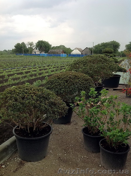 Продадим Бонсай, Ниваки и японские клены. - <ro>Изображение</ro><ru>Изображение</ru> #6, <ru>Объявление</ru> #906127