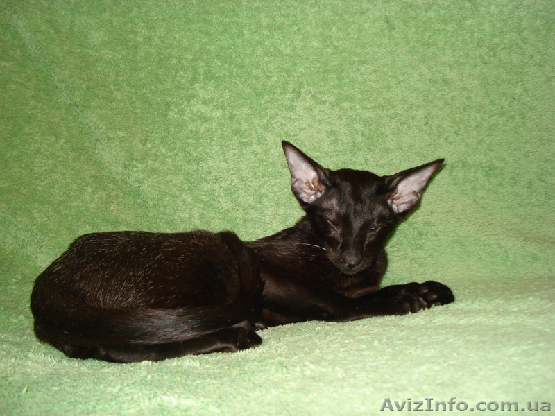 Ориентальные и сиамские кошки за условную цену - <ro>Изображение</ro><ru>Изображение</ru> #2, <ru>Объявление</ru> #308302